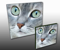 Pet Canvas prints