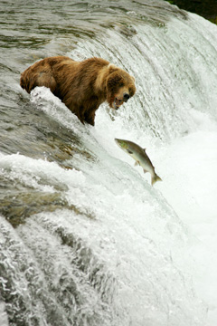 Bear Hunting for Food